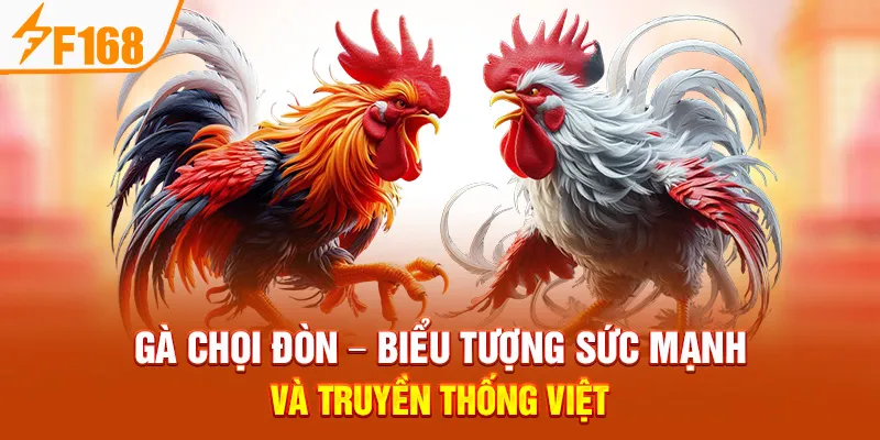 Gà Chọi Đòn – Biểu Tượng Sức Mạnh Và Truyền Thống Việt